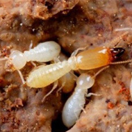 氣溫升雨水多,白蟻進入高發(fā)期