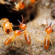 春雨綿綿，馬上又要進入到白蟻紛飛高發時期