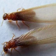 這兩天在珠海飛進家里的就是白蟻,請預防!