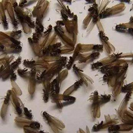 別墅易發生白蟻危害？